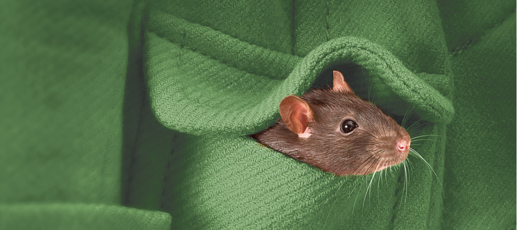 Pest management & control