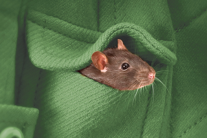pest control, Pest Protect